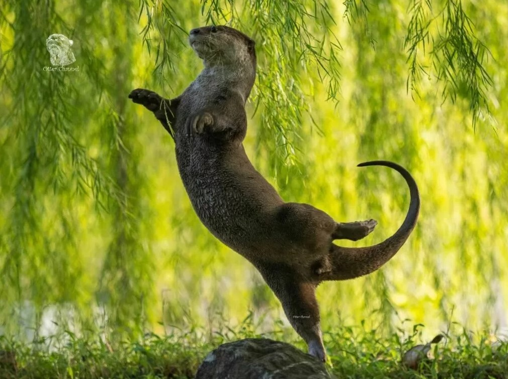 تبریک سال نو میلادی ۲۰۲۳ با متن و عکس نوشته زیبا