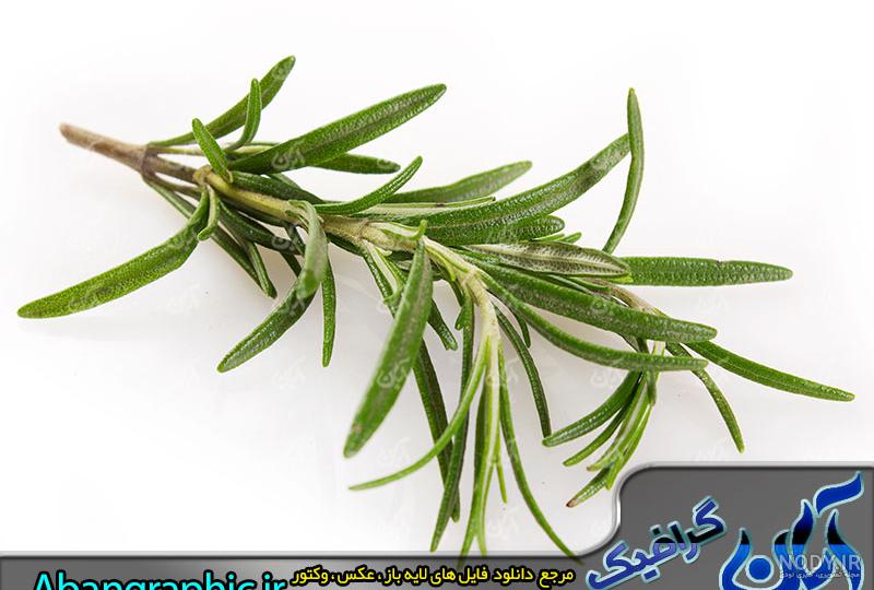 خرید و قیمت بذر سبزی مرزه (بسته 10 گرمی) از غرفه فروشگاه بز… خرید و قیمت بذر سبزی مرزه (بسته 10 گرمی) از غرفه فروشگاه بز…