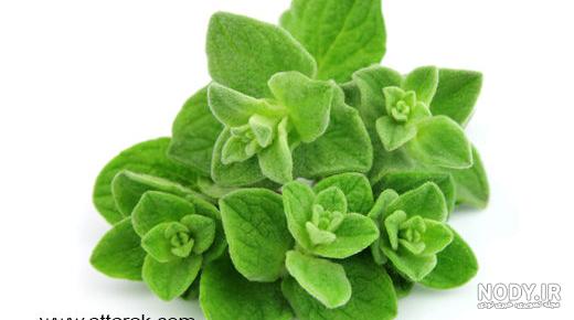 خرید و قیمت مرزنجوش پرخاصیت(200گرمی) از غرفه محصولات آرایشی بهداشتی و نانو خرید و قیمت مرزنجوش پرخاصیت(200گرمی) از غرفه محصولات آرایشی بهداشتی و نانو