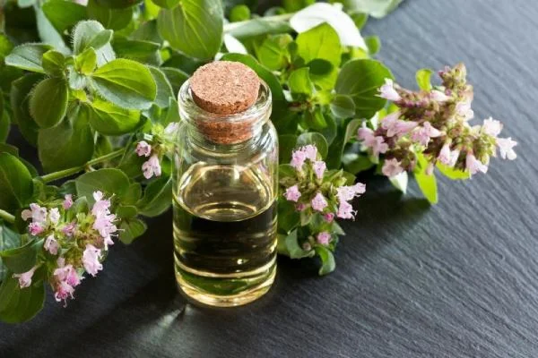 خشک کردن مرزنجوش(مرز انگشتی) خشک کردن مرزنجوش(مرز انگشتی)