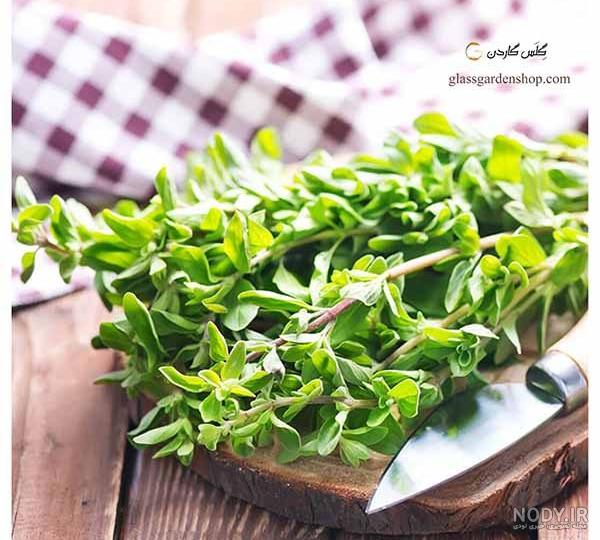 خواص مرزنجوش | 26 خاصیت مرزنجوش برای لاغری، قاعدگی خواص مرزنجوش | 26 خاصیت مرزنجوش برای لاغری، قاعدگی