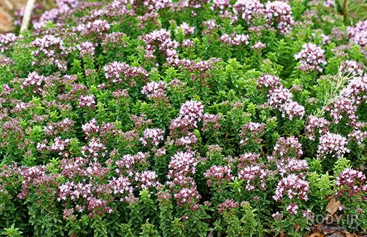 خواص مرزنجوش چیست؟ (آشنایی با عوارض و خواص گیاه مرزنجوش) - ستاره خواص مرزنجوش چیست؟ (آشنایی با عوارض و خواص گیاه مرزنجوش) - ستاره