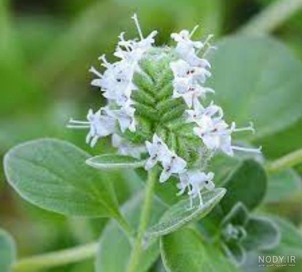 خواص مرزنگوش برای سرفه - کتاب کاله خواص مرزنگوش برای سرفه - کتاب کاله
