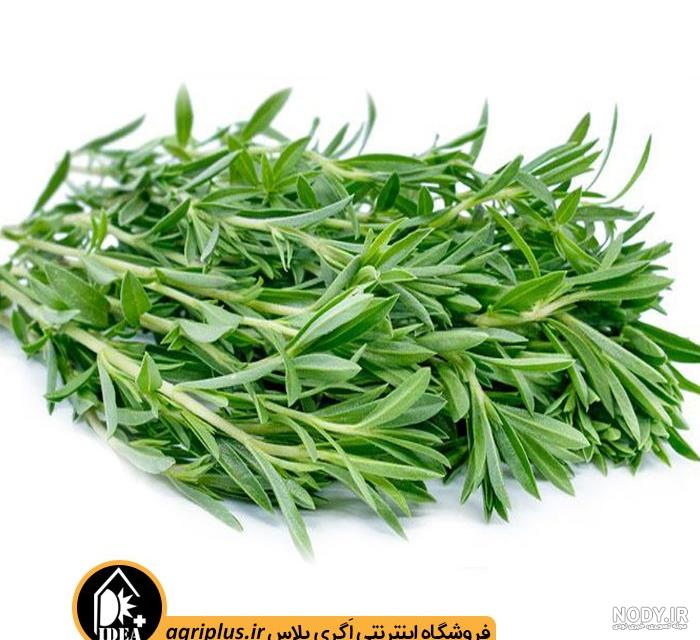سبزی مرزه چیست - پوپونیک سبزی مرزه چیست - پوپونیک