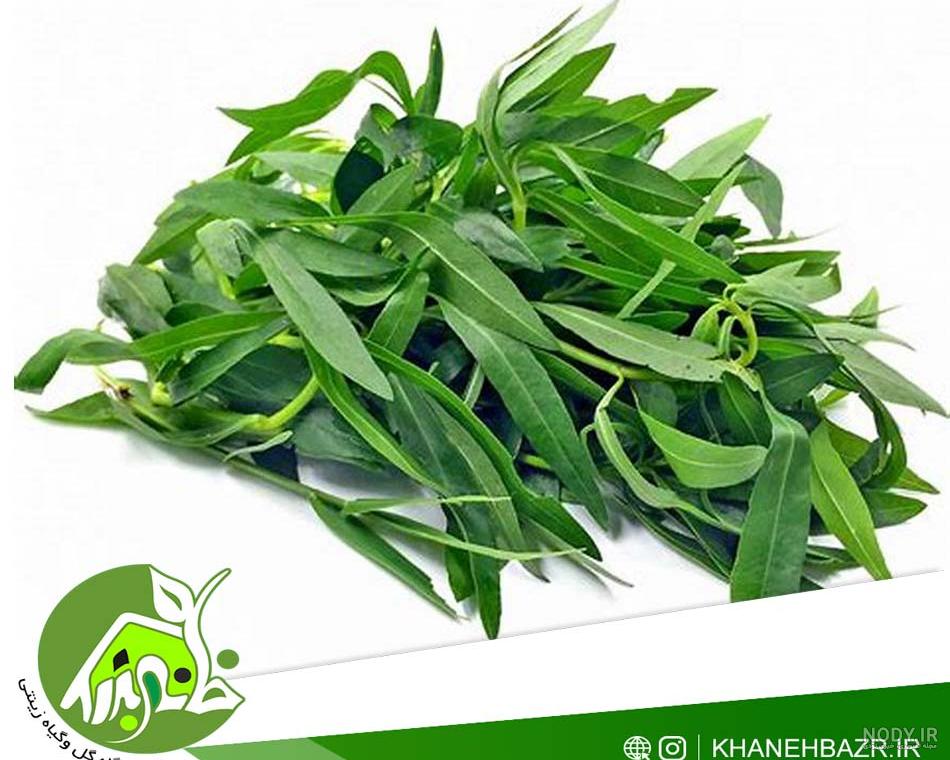 سفارش سبزی خشک مرزه عمده - سبزه بهار سفارش سبزی خشک مرزه عمده - سبزه بهار