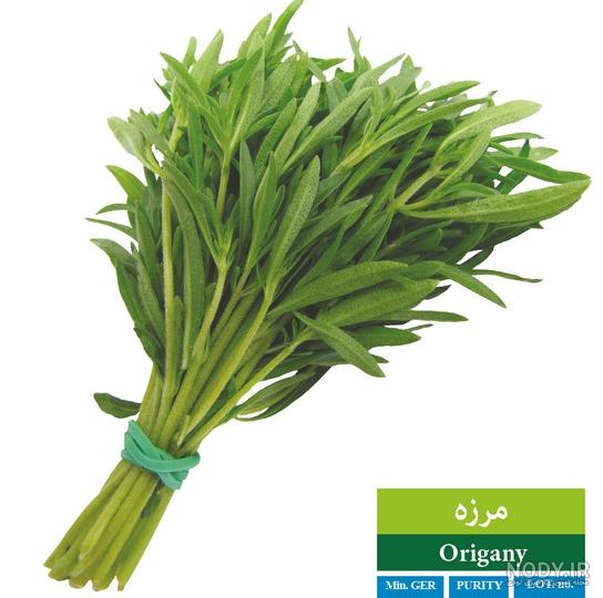 عکس از سبزی مرزه عکس از سبزی مرزه