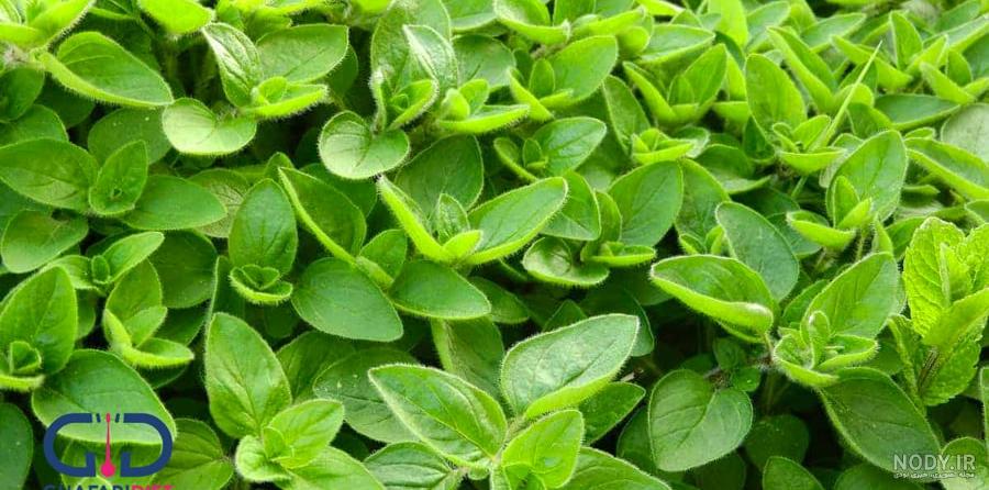 عکس از گیاه مرزنجوش