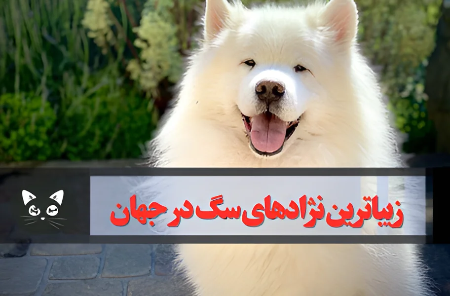عکس بهترین سگ هاسکی عکس بهترین سگ هاسکی