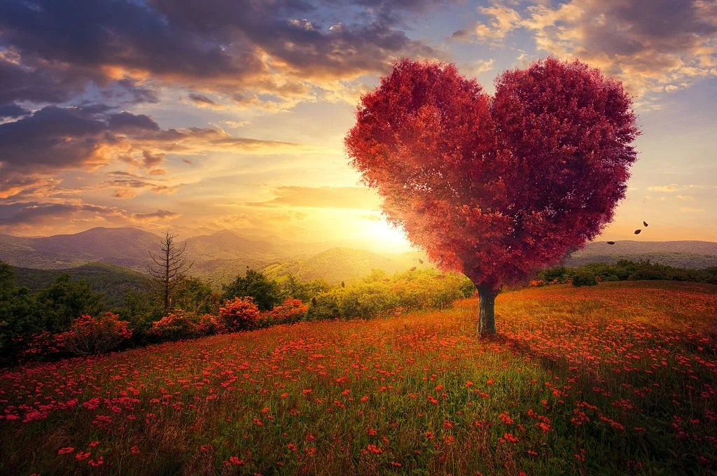 عکس بهترین قلب دنیا
