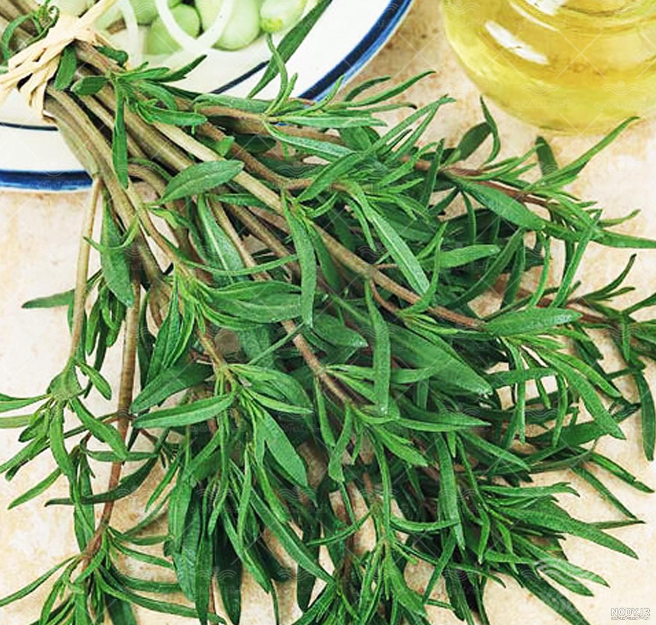 عکس سبزی مرزه و ترخون عکس سبزی مرزه و ترخون