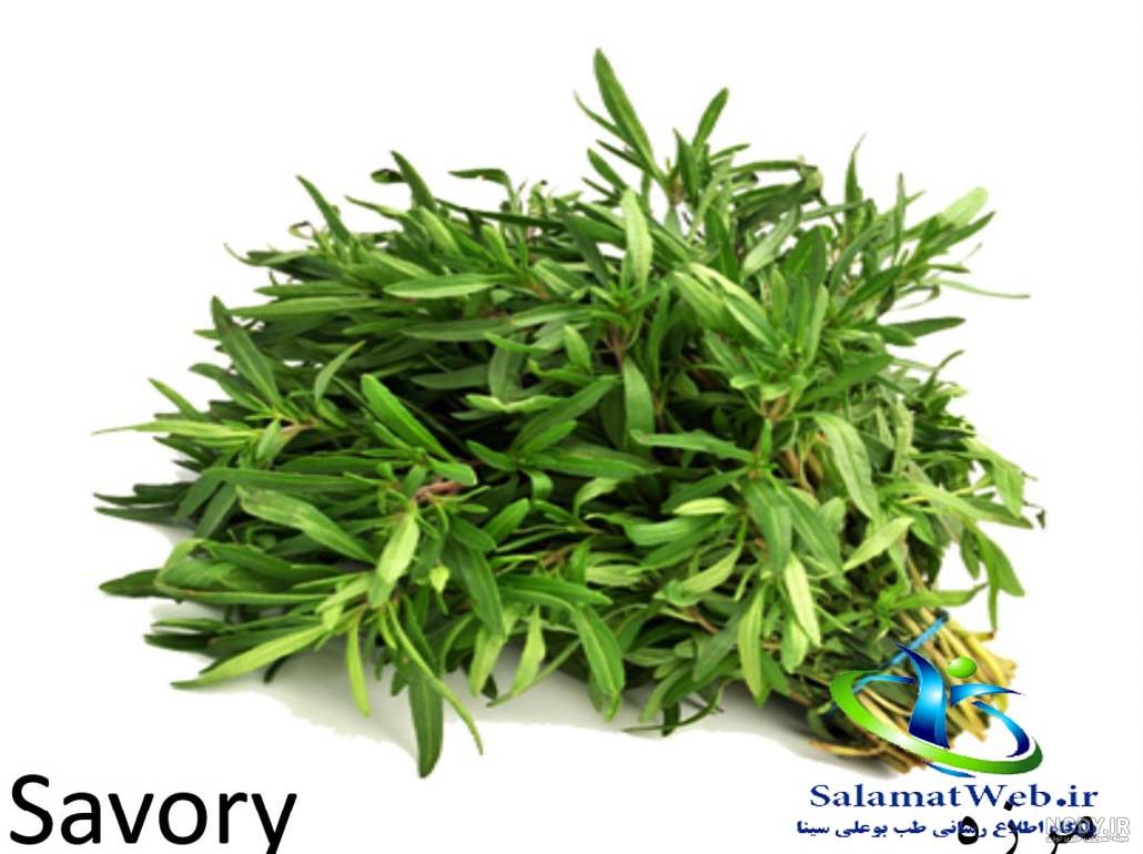 عکس سبزی مرزه خشک عکس سبزی مرزه خشک