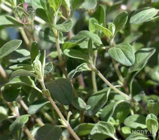 عکس گیاه مرزنجوش عکس گیاه مرزنجوش