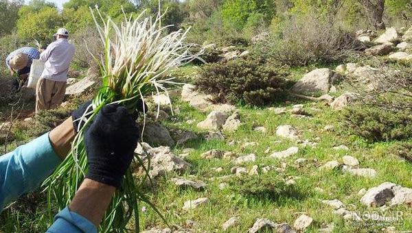 عکس گیاه مرزنجوش کوهی عکس گیاه مرزنجوش کوهی