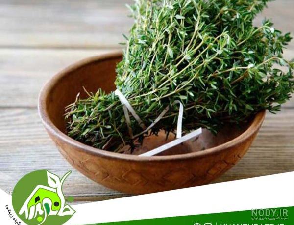 فواید گیاه مرزه و تاثیر خوردن سبزی مرزه برای سلامتی بدن - فال و خواب فواید گیاه مرزه و تاثیر خوردن سبزی مرزه برای سلامتی بدن - فال و خواب