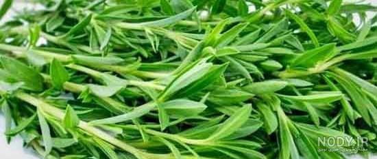 قیمت و خرید سبزی مرزه خشک روحبخش - 100 گرم قیمت و خرید سبزی مرزه خشک روحبخش - 100 گرم