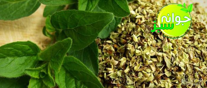 قیمت، خرید و فروش پودر مرزنجوش فله