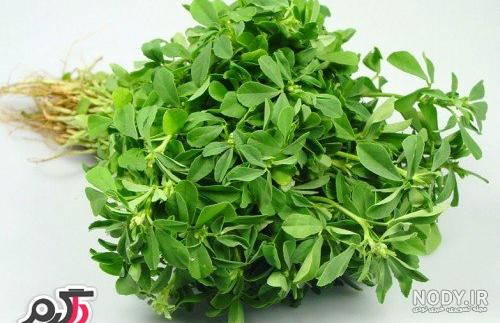 مرزنجوش؛ خواص، مضرات و طریقه مصرف این گیاه معطر