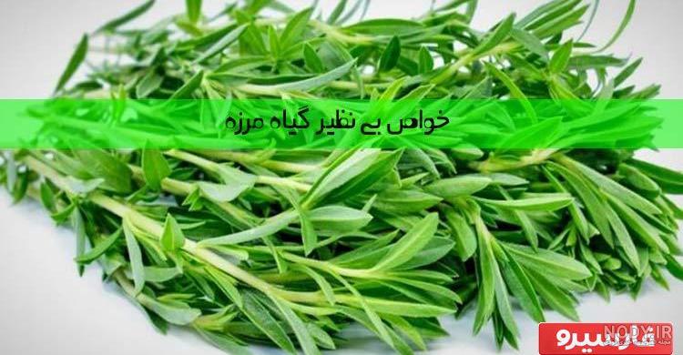 مرزه رویان - بذر طلایی رویان مرزه رویان - بذر طلایی رویان