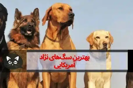 مشهورترین سگ‌های تاریخ را بشناسید؛ از سگ فوتبالیست تا سگی با دومتر قد!(+عکس)