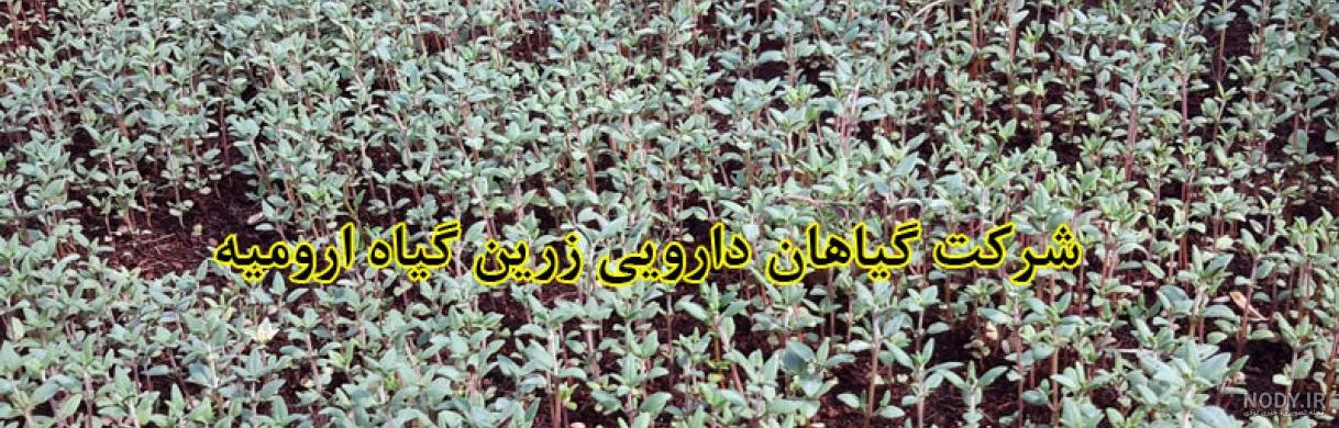 هر آنچه از خواص و مضرات مرزنجوش باید بدانید! هر آنچه از خواص و مضرات مرزنجوش باید بدانید!
