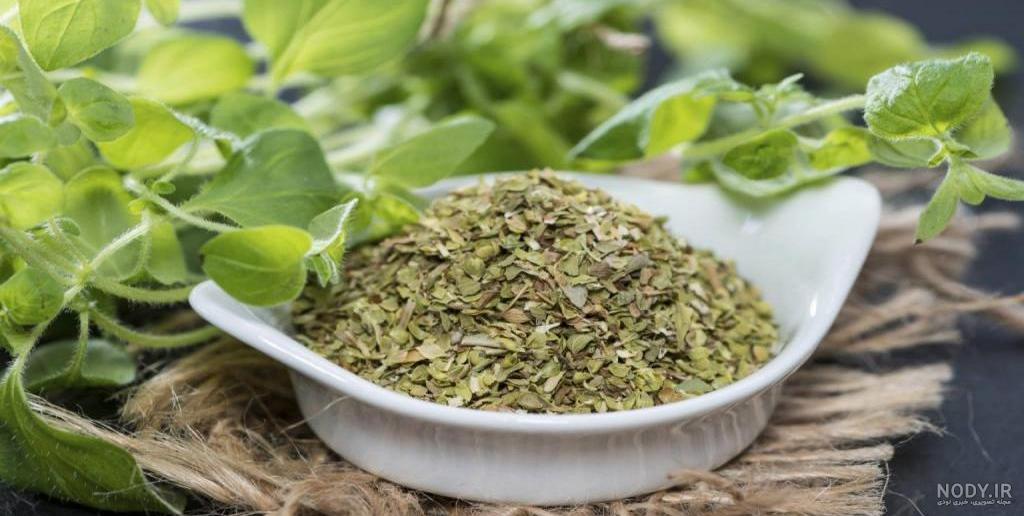 گیاه دارویی مرزن جوش + آقباش | سایبان امن کوثر گیاه دارویی مرزن جوش + آقباش | سایبان امن کوثر