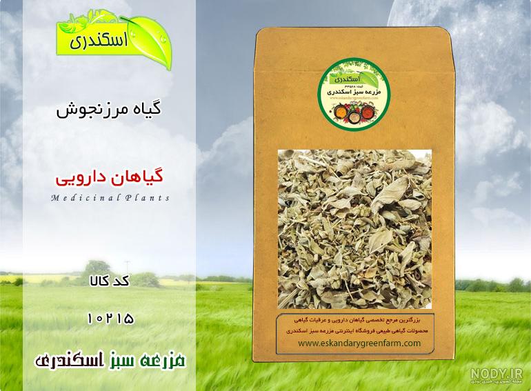 گیاه مرزنگوش وحشی و خواص و مضراتش | عطارک گیاه مرزنگوش وحشی و خواص و مضراتش | عطارک