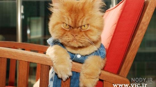 عکس گربه وحشی برای پروفایل