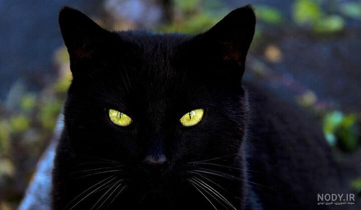 عکس گربه وحشی برای پروفایل