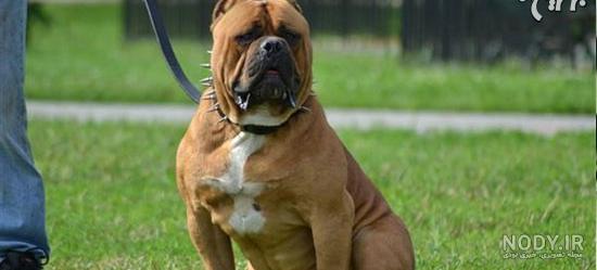 عکس گربه وحشی برای پروفایل