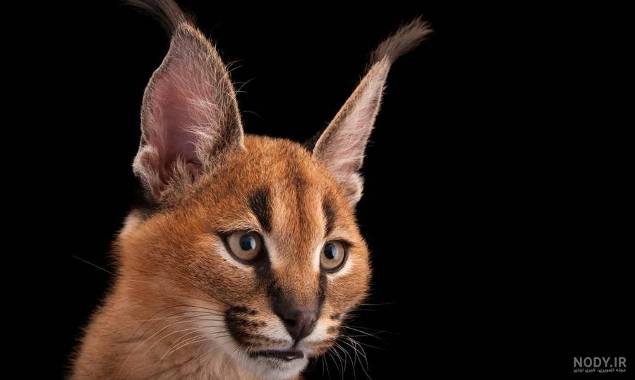 عکس گربه وحشی برای پروفایل