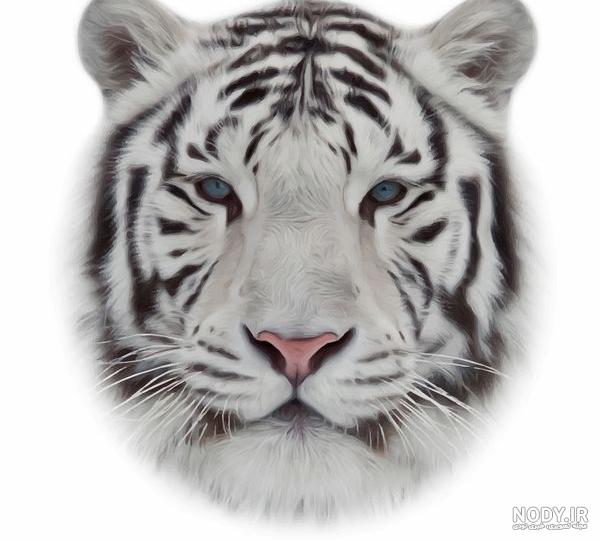 عکس خفن عکس گربه ترسناک