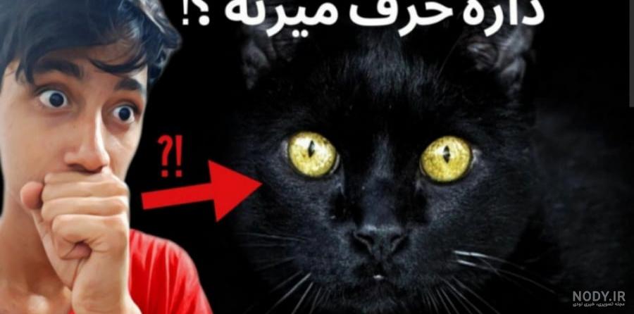 عکس خفن عکس گربه ترسناک