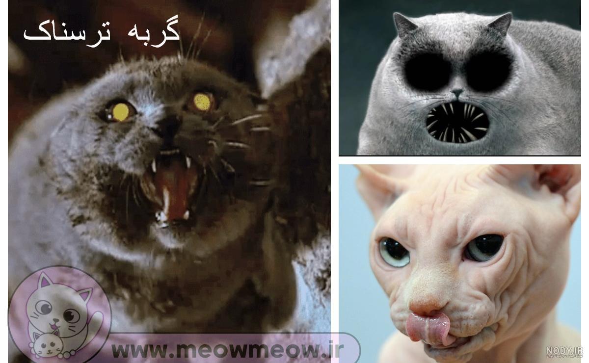 عکس خفن عکس گربه ترسناک