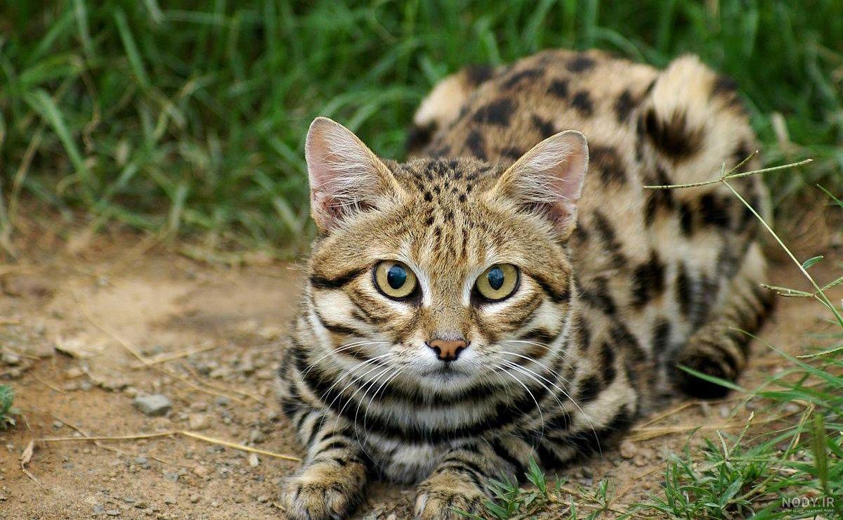 عکس گربه وحشی برای پروفایل