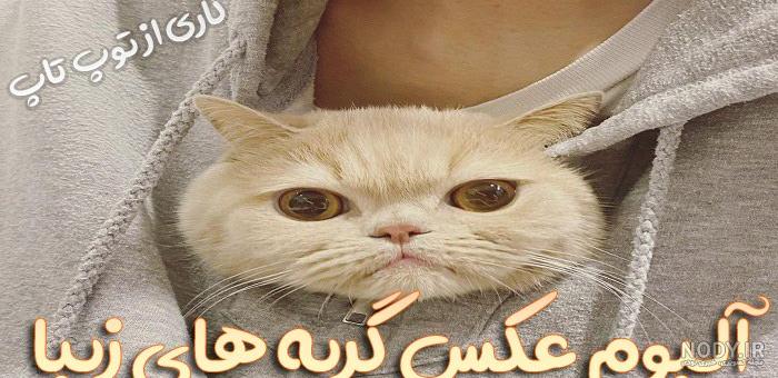 عکس گربه پشمالو