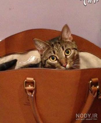 نقاشی گربه چکمه پوش