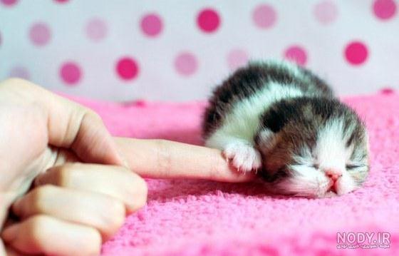 عکس بچه گربه واقعی