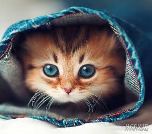 عکس گربه پشمالو