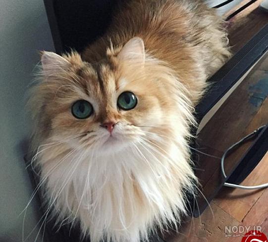 نقاشی گربه چکمه پوش