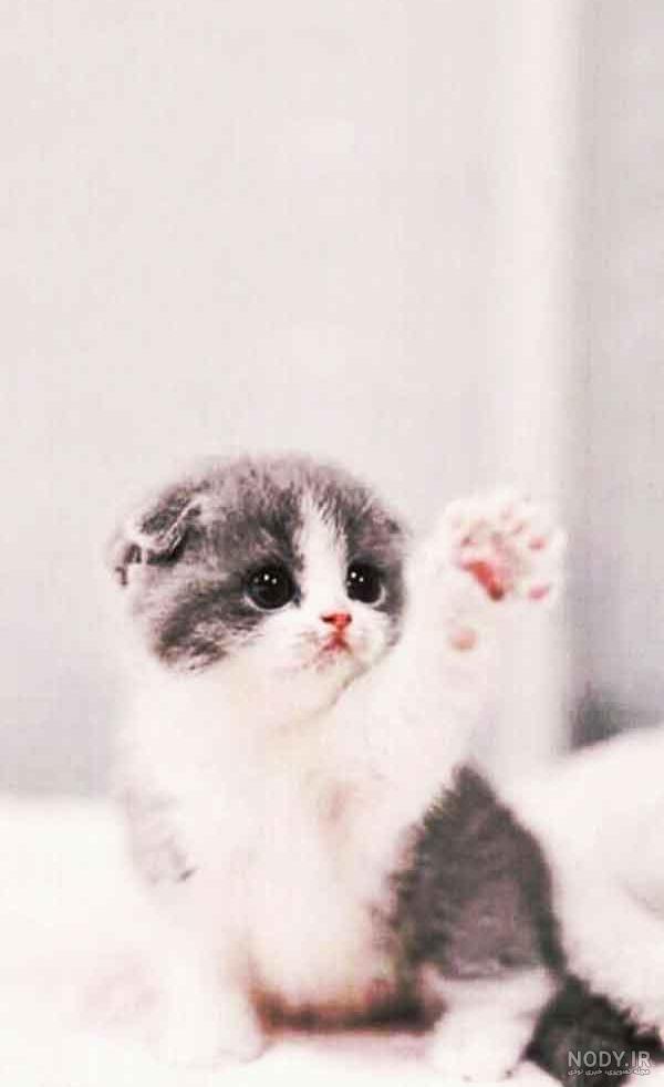 عکس بچه گربه واقعی