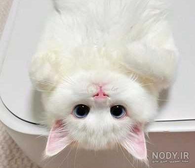 عکس بچه گربه واقعی