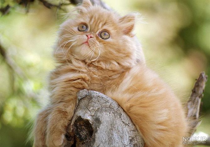 عکس گربه پشمالو