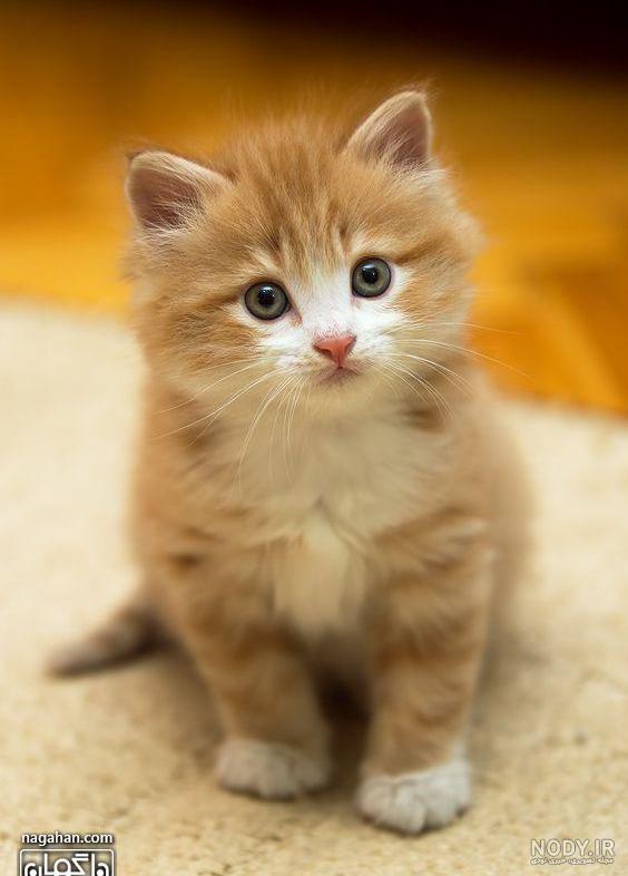 عکس گربه پشمالو