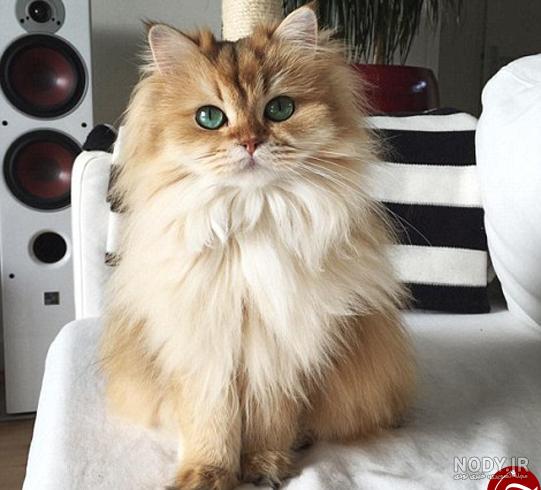 نقاشی گربه چکمه پوش