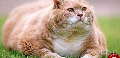 عکس گارفیلد با لازانیا