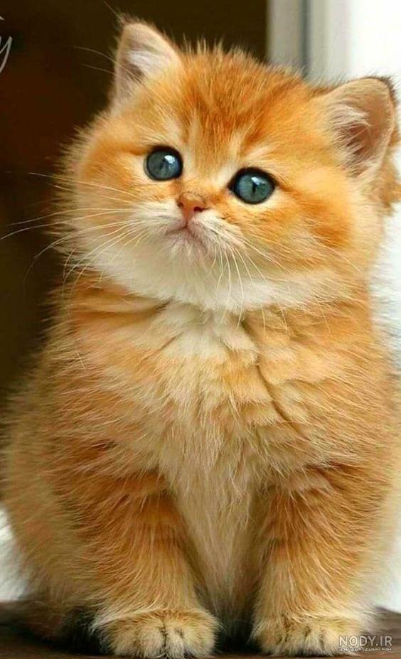 عکس گارفیلد با لازانیا