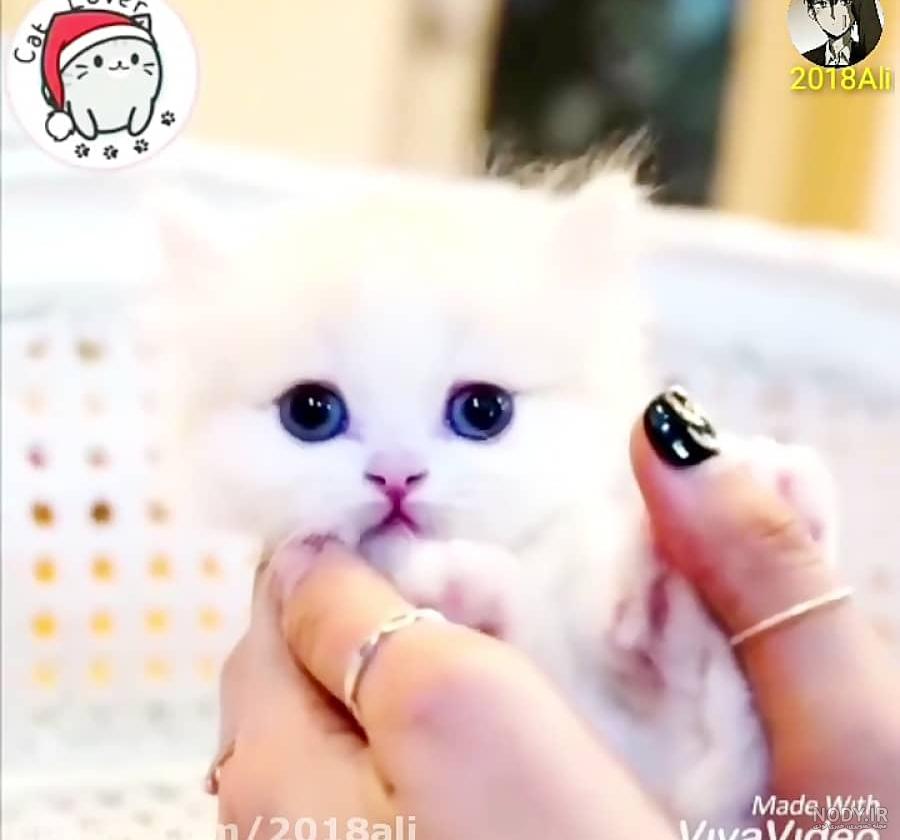 عکس بچه گربه واقعی