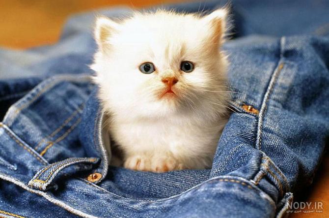 عکس گربه پشمالو
