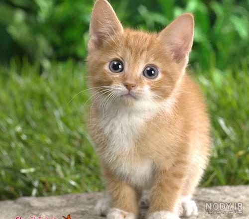 عکس گربه پشمالو