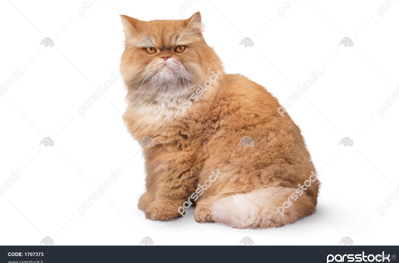 عکس گارفیلد با لازانیا